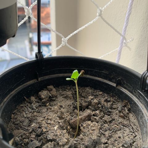 Gabié growlog timeline photo
