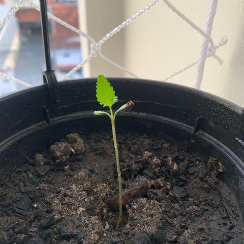 Gabié growlog timeline photo