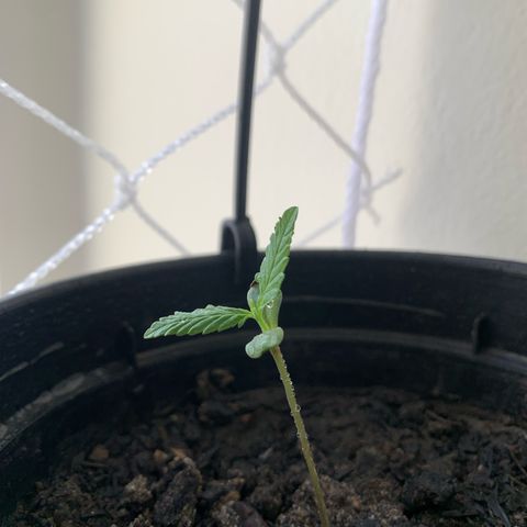 Gabié growlog timeline photo