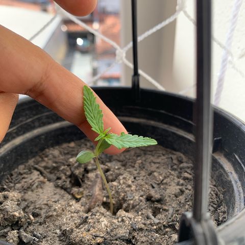 Gabié growlog timeline photo
