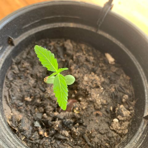 Gabié growlog timeline photo