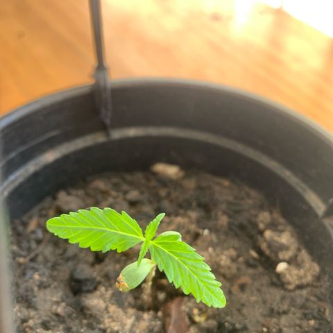 Gabié growlog timeline photo