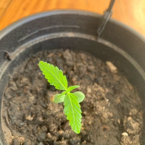 Gabié growlog timeline photo