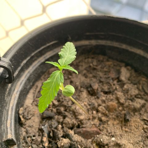 Gabié growlog timeline photo