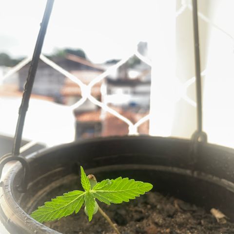 Gabié growlog timeline photo