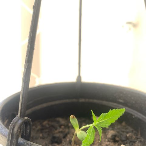 Gabié growlog timeline photo