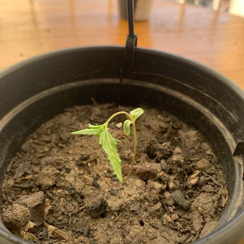 Gabié growlog photo: Sem água? Crescendo e ficando sem força para ficar em pé? 