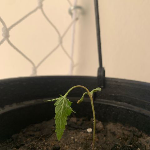 Gabié growlog timeline photo