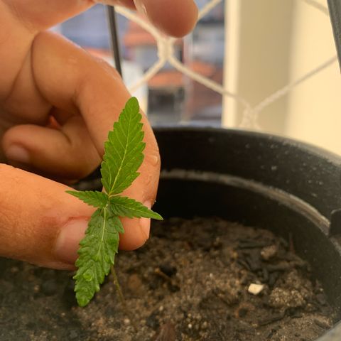 Gabié growlog timeline photo
