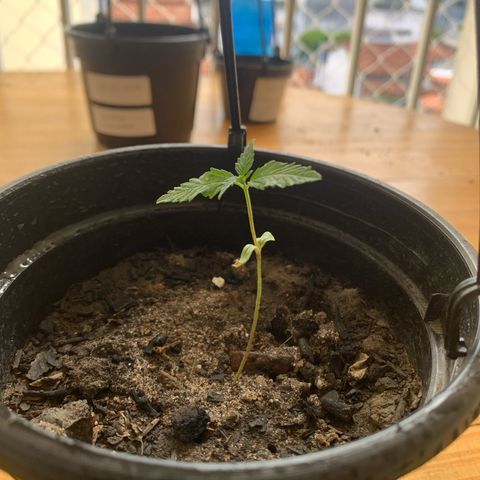 Gabié growlog photo: Chocada. Era água.