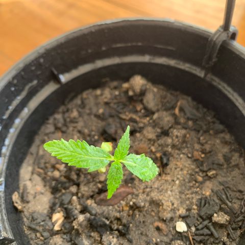 Gabié growlog timeline photo