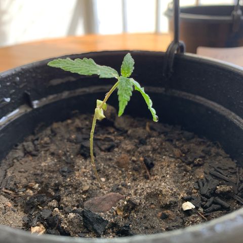 Gabié growlog timeline photo