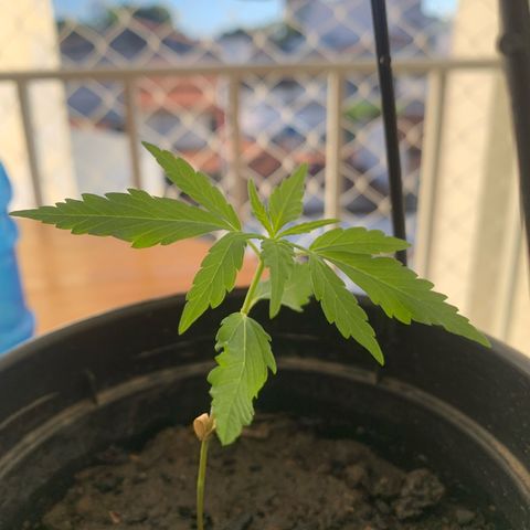 Gabié growlog timeline photo