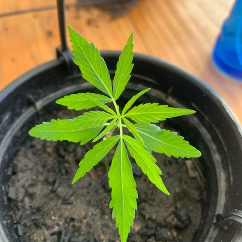 Gabié growlog timeline photo