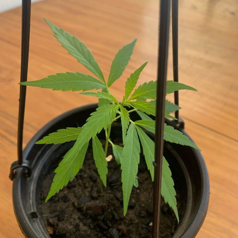 Gabié growlog timeline photo
