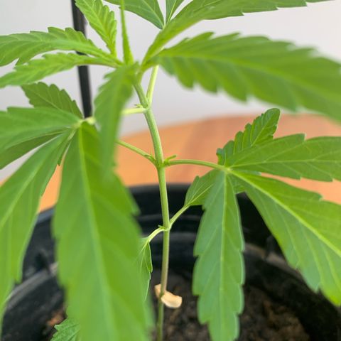 Gabié growlog timeline photo