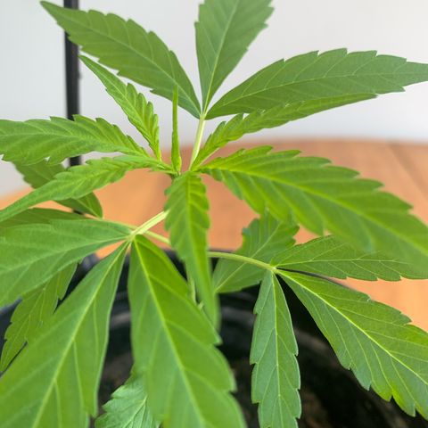 Gabié growlog timeline photo