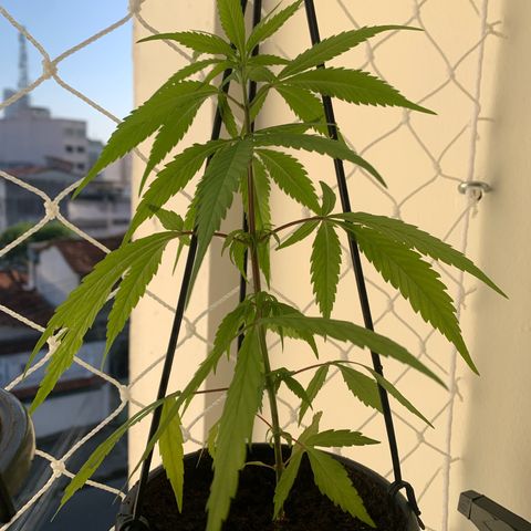 Gabié growlog timeline photo