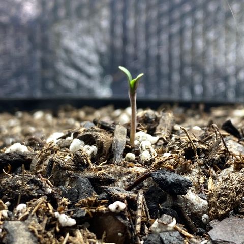 HPC #2 growlog timeline photo