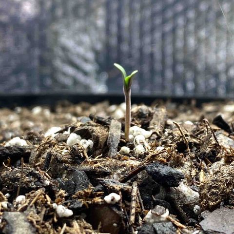 HPC #2 growlog timeline photo