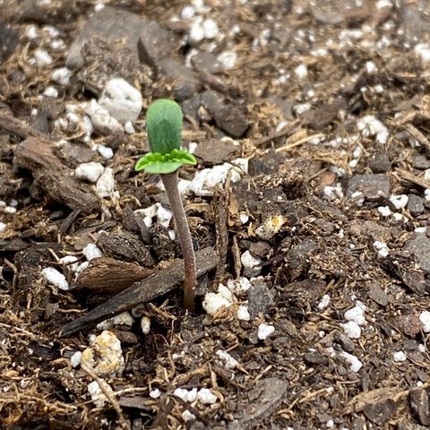HPC #2 growlog timeline photo