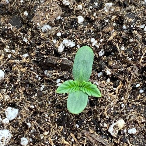 HPC #2 growlog photo: Buried stem up to cotyledons.