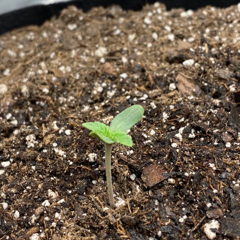 HPC #2 growlog photo: 6:45am