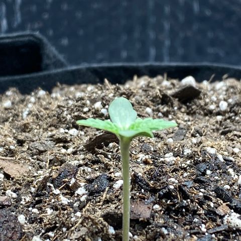 HPC #2 growlog timeline photo