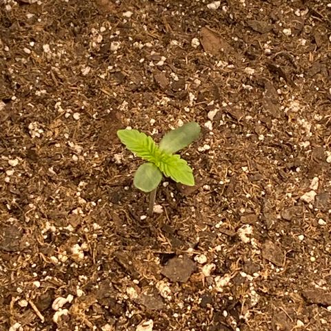 HPC #2 growlog timeline photo