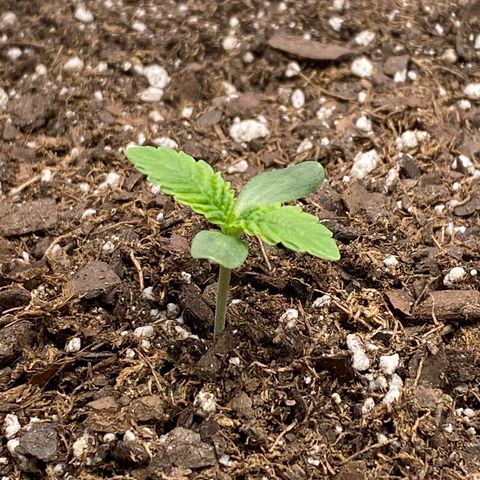 HPC #2 growlog timeline photo