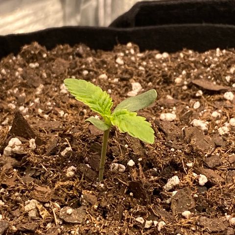 HPC #2 growlog timeline photo