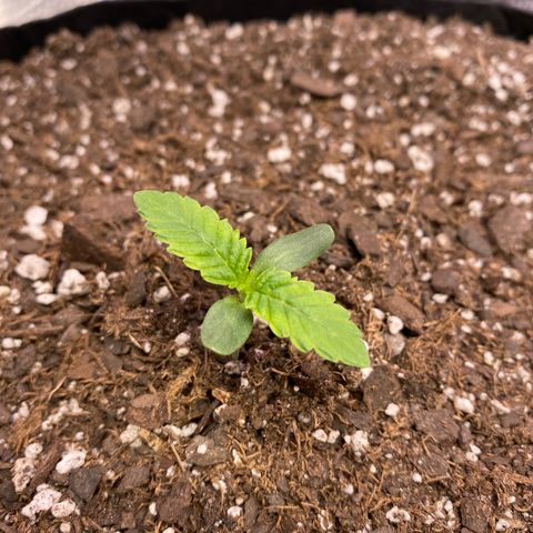 HPC #2 growlog timeline photo