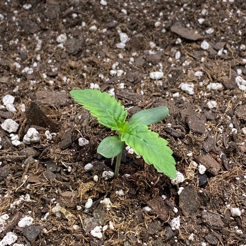 HPC #2 growlog timeline photo