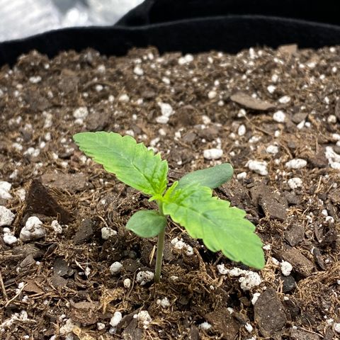 HPC #2 growlog timeline photo
