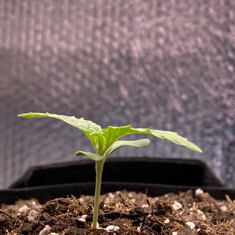 HPC #2 growlog photo: 5:00pm