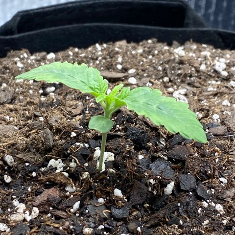 HPC #2 growlog timeline photo