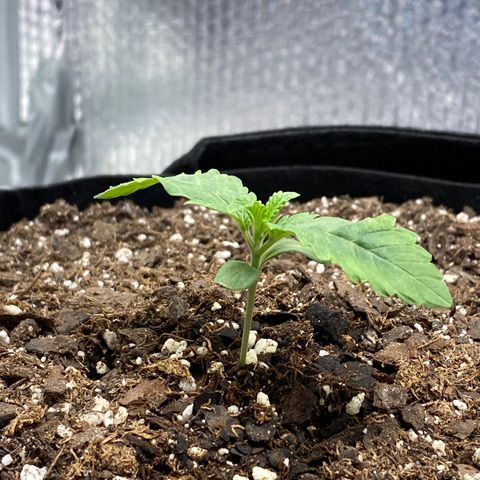 HPC #2 growlog timeline photo
