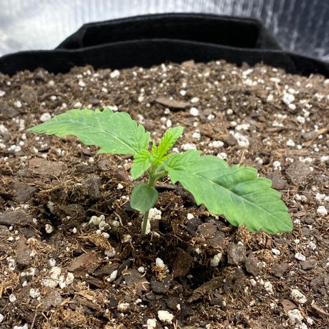 HPC #2 growlog timeline photo