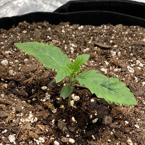 HPC #2 growlog timeline photo