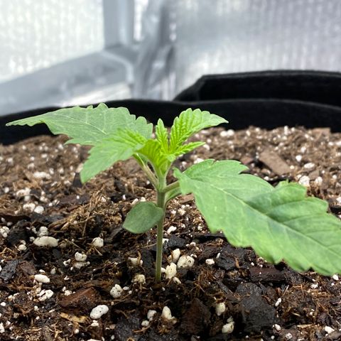 HPC #2 growlog timeline photo