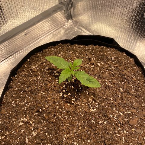 HPC #2 growlog timeline photo