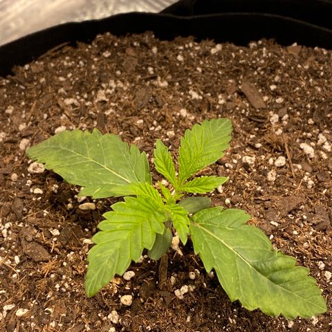 HPC #2 growlog timeline photo