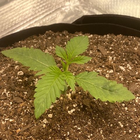 HPC #2 growlog timeline photo