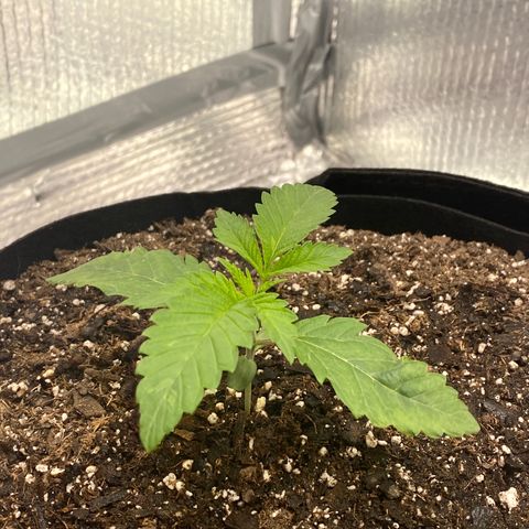 HPC #2 growlog timeline photo