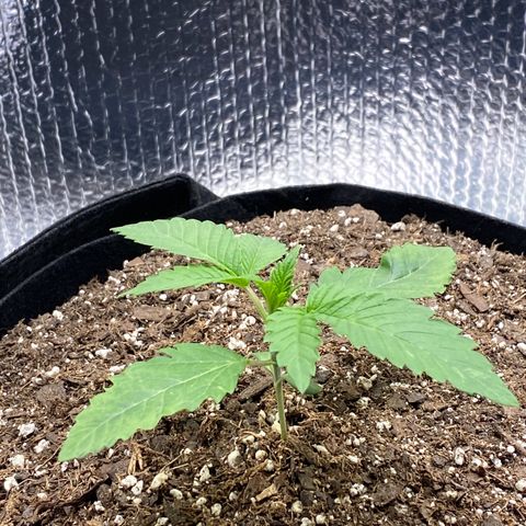 HPC #2 growlog timeline photo
