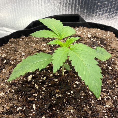 HPC #2 growlog timeline photo
