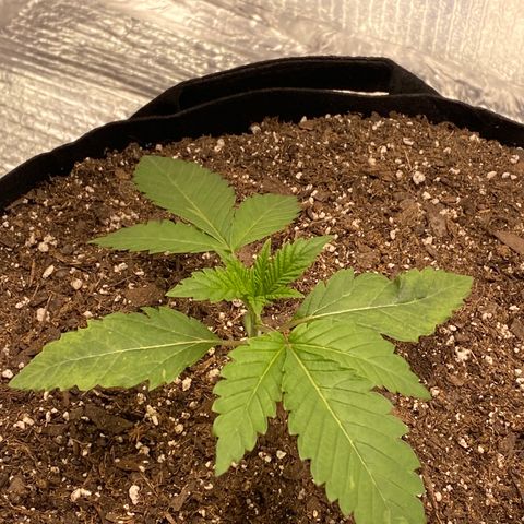 HPC #2 growlog photo: 10:44pm