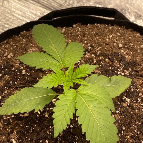 HPC #2 growlog timeline photo