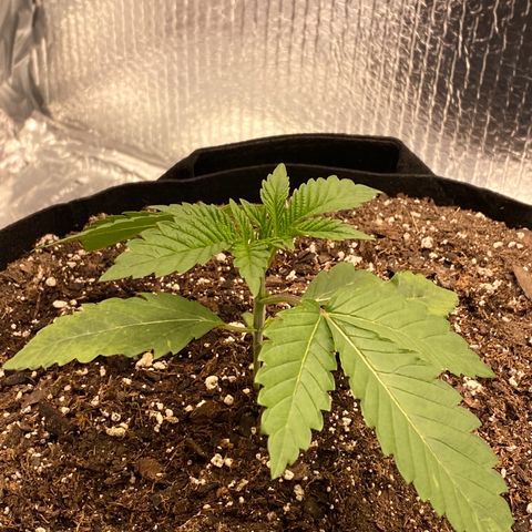 HPC #2 growlog timeline photo
