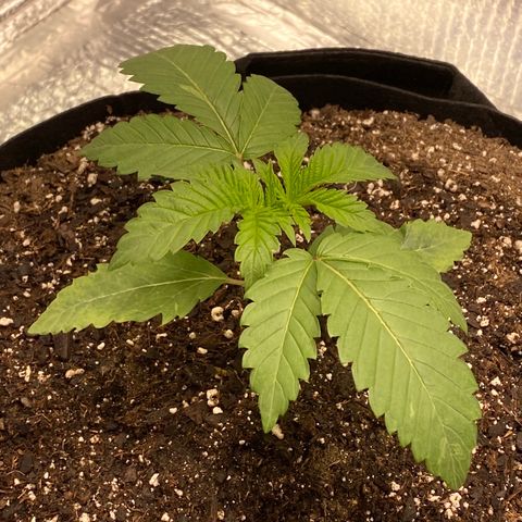 HPC #2 growlog timeline photo